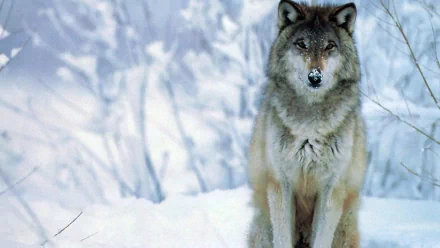 HD desktop wallpaper and background featuring a lone wolf sitting in a snowy landscape with a calm, focused expression.