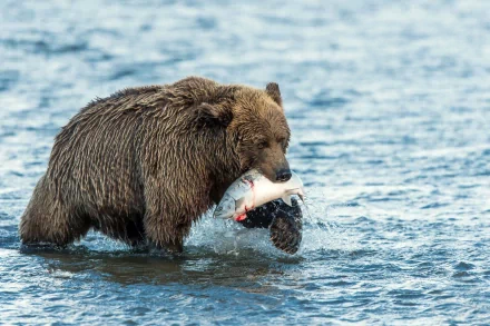 HD PC desktop wallpaper showing a brown bear standing in water, holding a freshly caught fish in its mouth.
