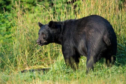  Black Bear