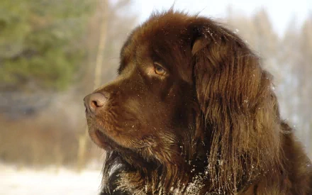 Close-up of a Newfoundland dog with thick brown fur, captured in a natural outdoor setting, featured as an HD PC desktop wallpaper and background.