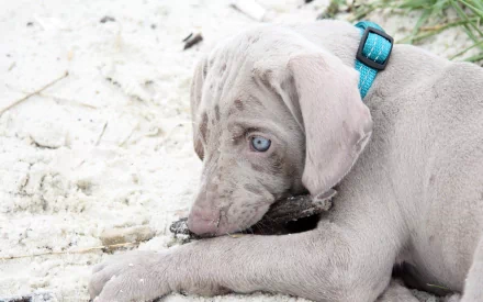 HD desktop wallpaper featuring a close-up of a Weimaraner puppy with blue eyes resting on sandy ground.