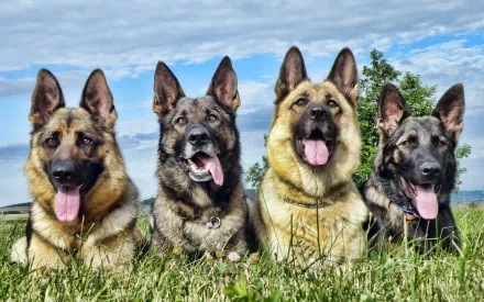 Four German Shepherds sitting in a grassy field under a partly cloudy sky, featured in a high-definition desktop wallpaper and background.