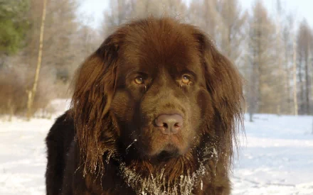 HD desktop wallpaper of a Newfoundland dog with a thick brown coat standing in a snowy forest setting.