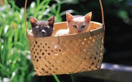 basket Animal cat HD Desktop Wallpaper | Background Image