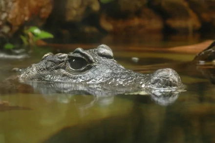 HD desktop wallpaper featuring a close-up of a crocodile partially submerged in water, showcasing its textured skin and watchful eye.