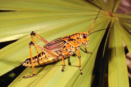 HD desktop wallpaper featuring a close-up of an orange and black grasshopper perched on green palm leaves.
