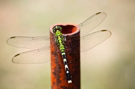 4K Ultra HD PC desktop wallpaper of a green-and-black dragonfly perched on a rusted metal post, delicate translucent wings extended against a soft beige background.