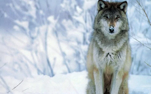 HD desktop wallpaper and background featuring a lone wolf sitting in a snowy landscape with a calm, focused expression.