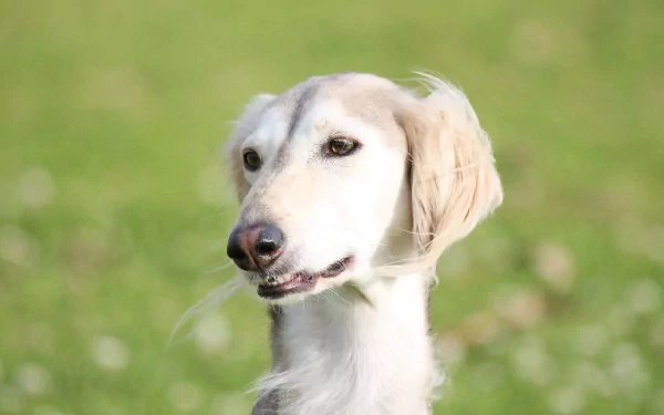 HD PC desktop wallpaper: close-up of a cream Saluki dog against a soft, blurred green meadow background.