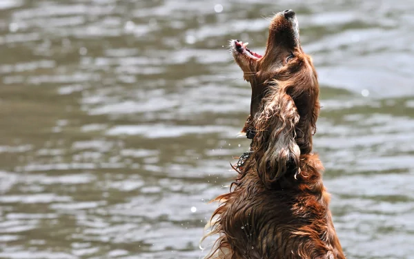 Irish Setter jumping or playing near water, captured in high definition for a PC desktop wallpaper background.