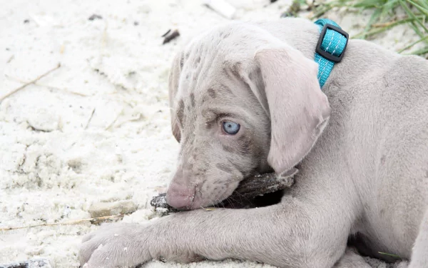 HD desktop wallpaper featuring a close-up of a Weimaraner puppy with blue eyes resting on sandy ground.