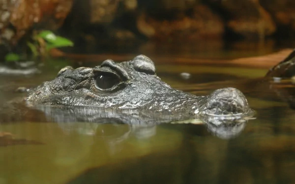 HD desktop wallpaper featuring a close-up of a crocodile partially submerged in water, showcasing its textured skin and watchful eye.