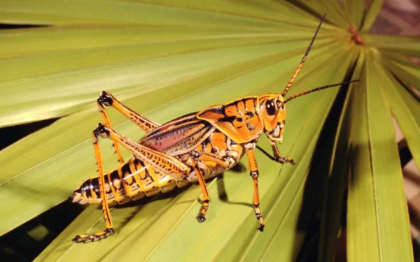 HD desktop wallpaper featuring a close-up of an orange and black grasshopper perched on green palm leaves.