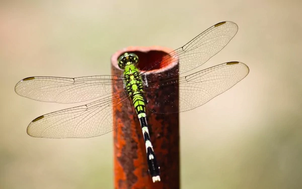 4K Ultra HD PC desktop wallpaper of a green-and-black dragonfly perched on a rusted metal post, delicate translucent wings extended against a soft beige background.