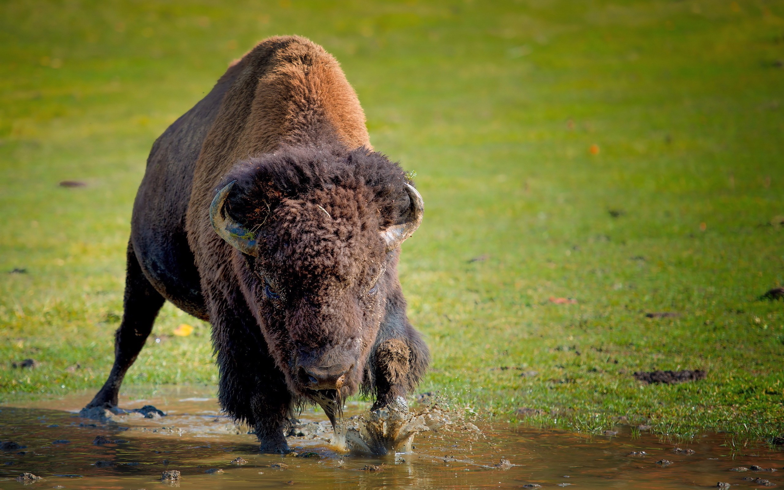 American Bison HD Wallpaper | Background Image | 2560x1600
