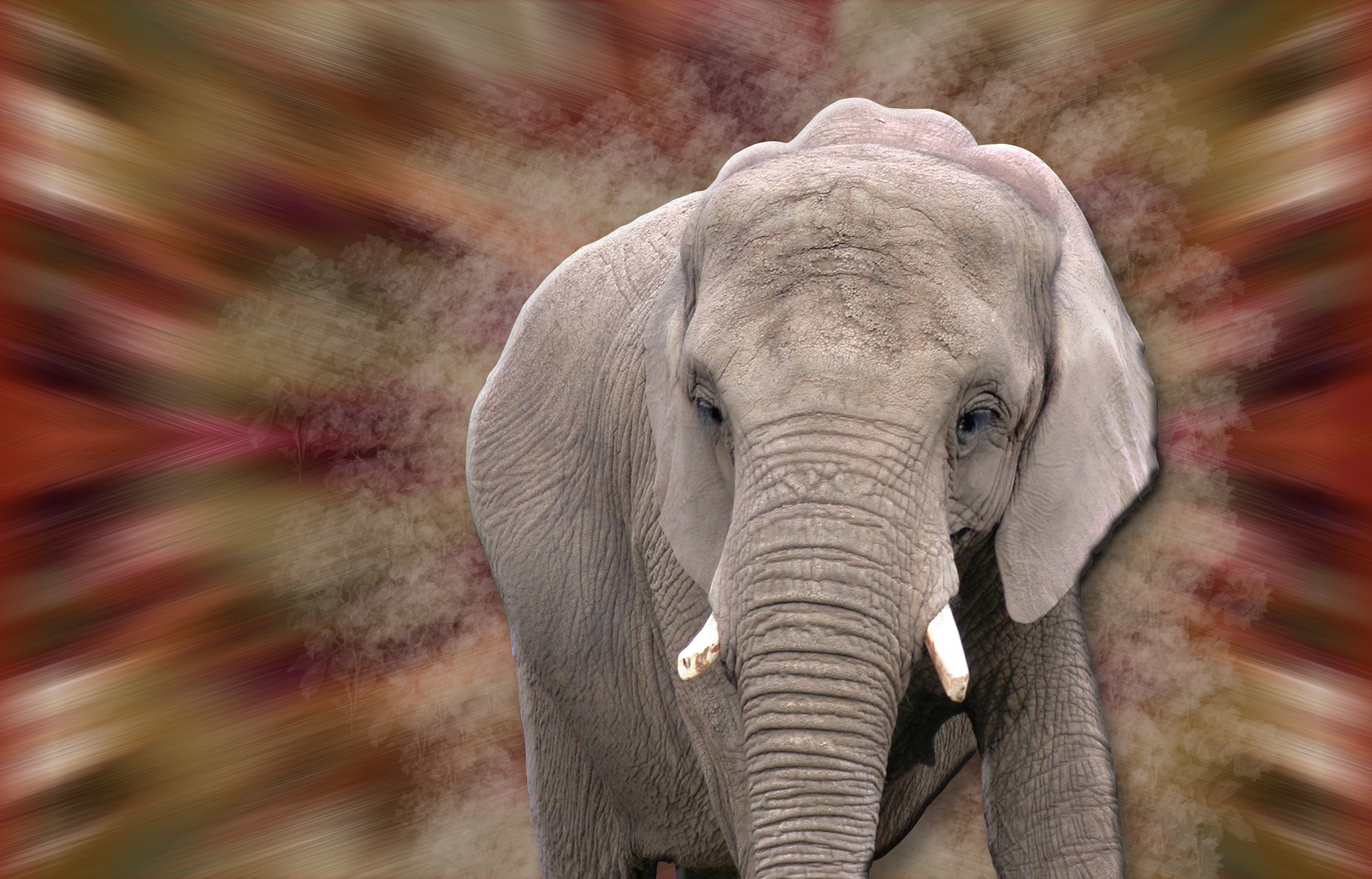  3D  elephant  HD  Wallpaper  Background Image 2700x1730 