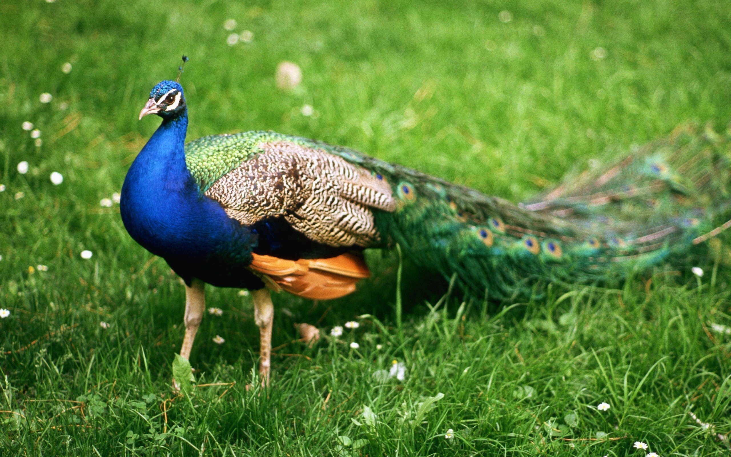 Peacock HD Wallpaper | Background Image | 2560x1600 | ID ...
