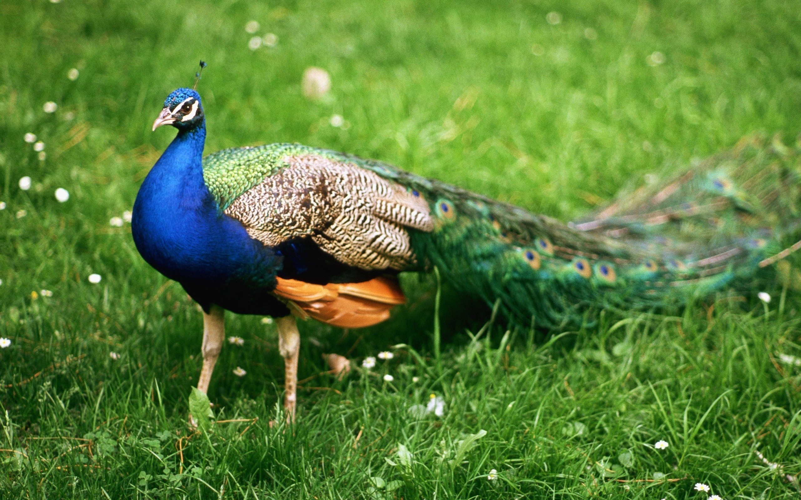 Peacock Full Hd Wallpaper And Background Image 2560x1600 Id324812 8095