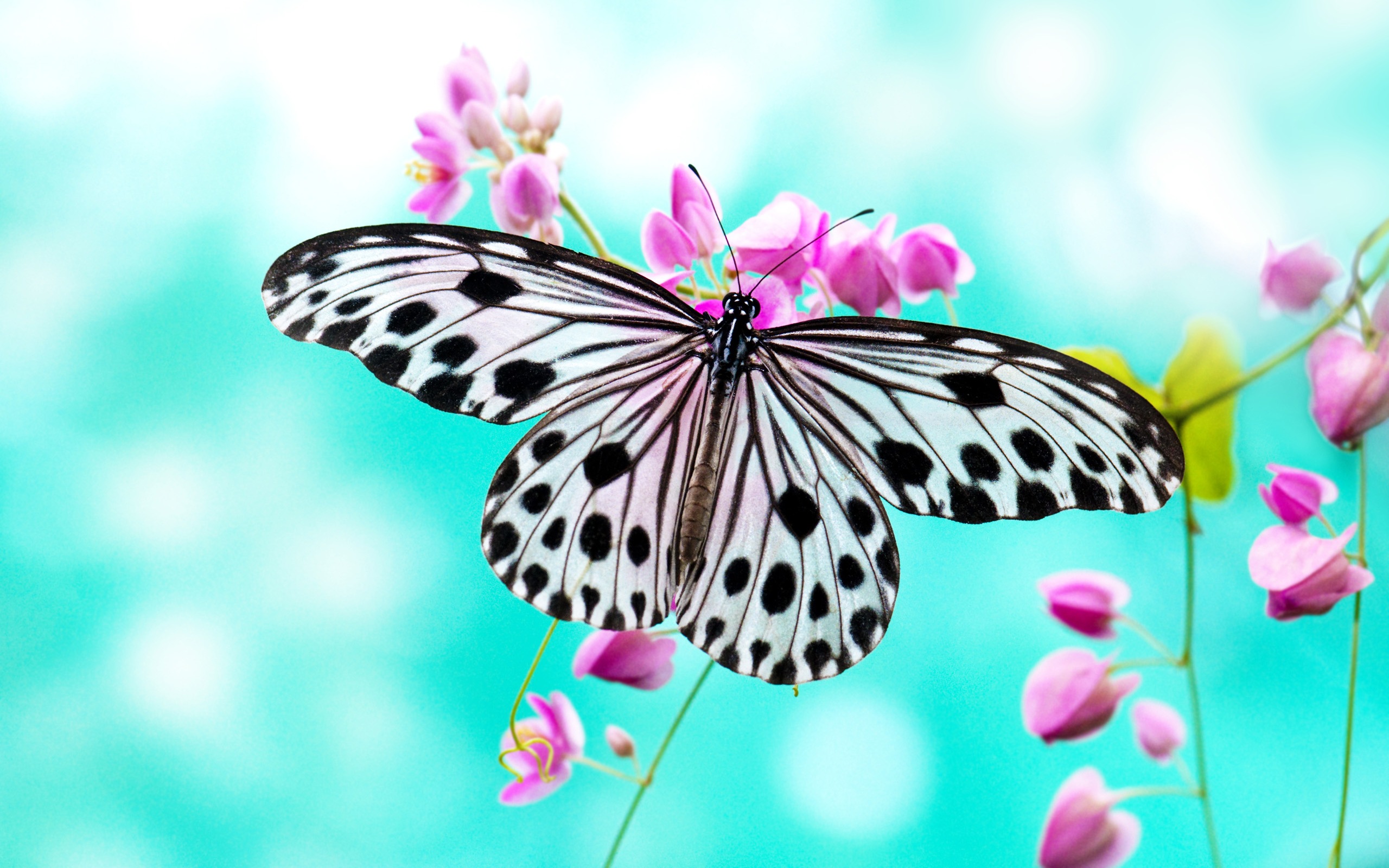 wallpaper butterfly desktop