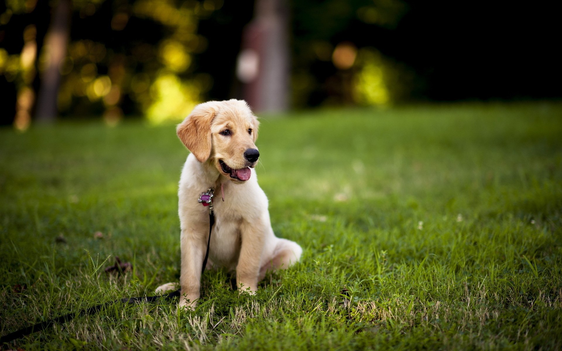 HD PC desktop wallpaper of a dog (animal): golden retriever puppy sitting on a green lawn with tongue out and softly blurred trees in the background.