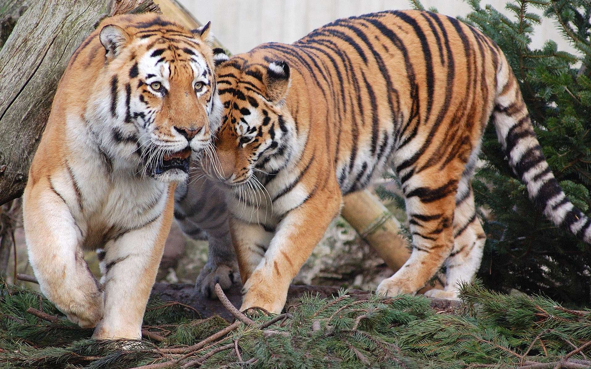 Two majestic tigers moving through their natural habitat, showcasing striking stripes and fierce beauty. This HD wallpaper captures the essence of these incredible animals.