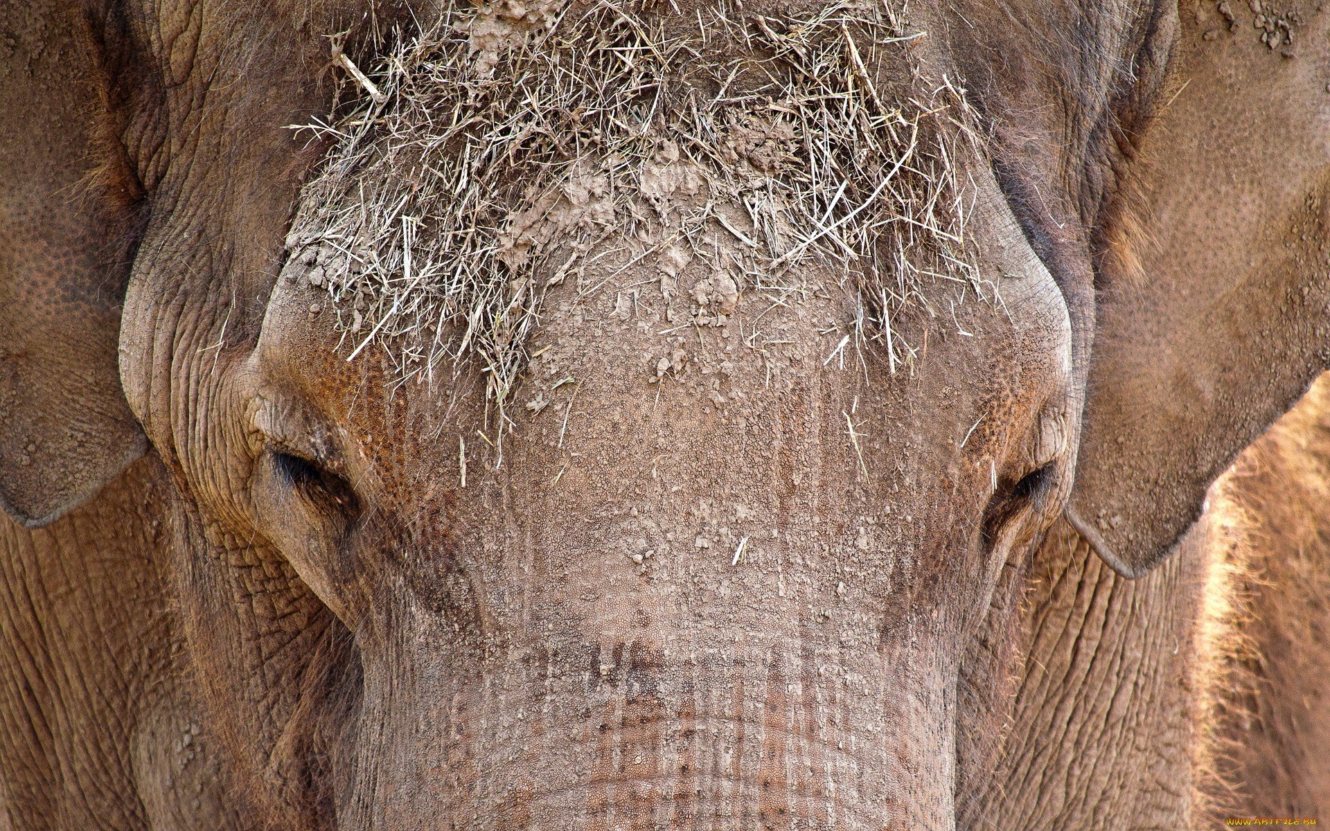 HD PC desktop wallpaper: close-up of an Asian elephant's face with textured skin and straw on its forehead.