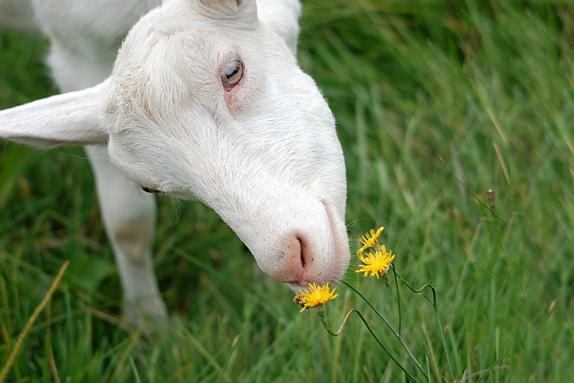 HD PC desktop wallpaper featuring a close-up of a white goat sniffing yellow wildflowers in a green grassy field.