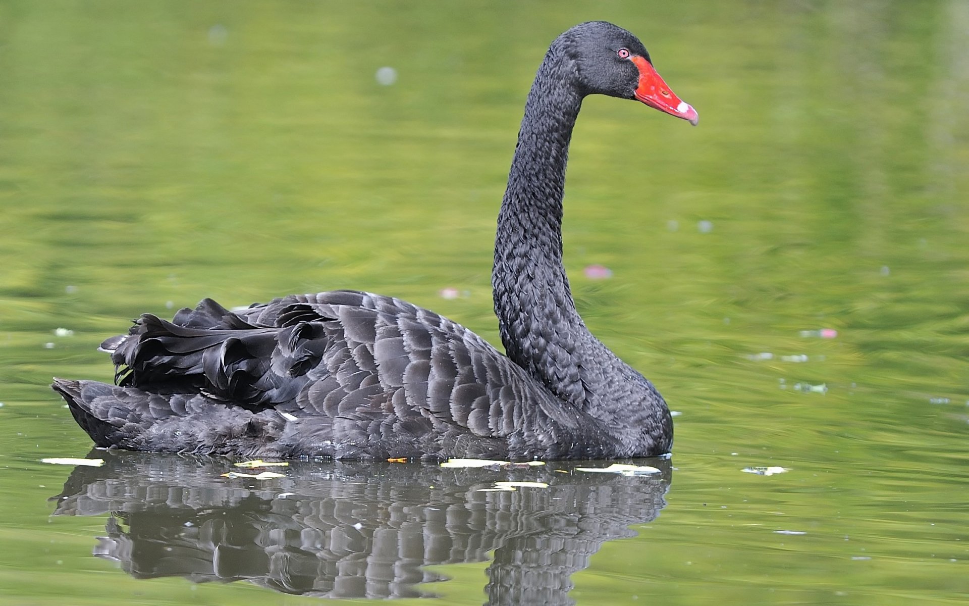 HD desktop wallpaper featuring a black swan gracefully gliding on calm green water, showcasing detailed feathers and vibrant red bill.