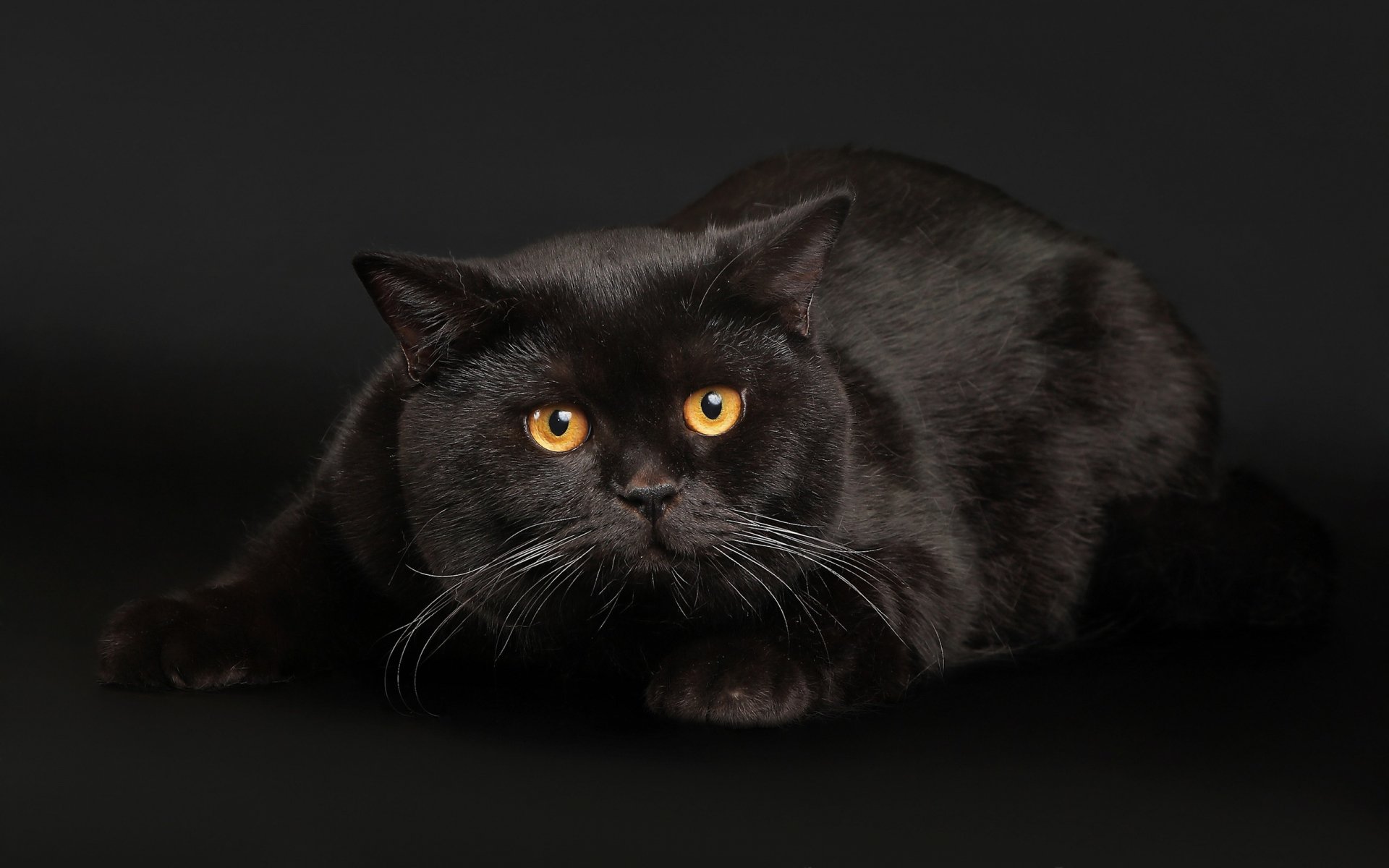A captivating black cat with striking orange eyes, posed on a dark background, making for an intriguing HD PC desktop wallpaper and background.