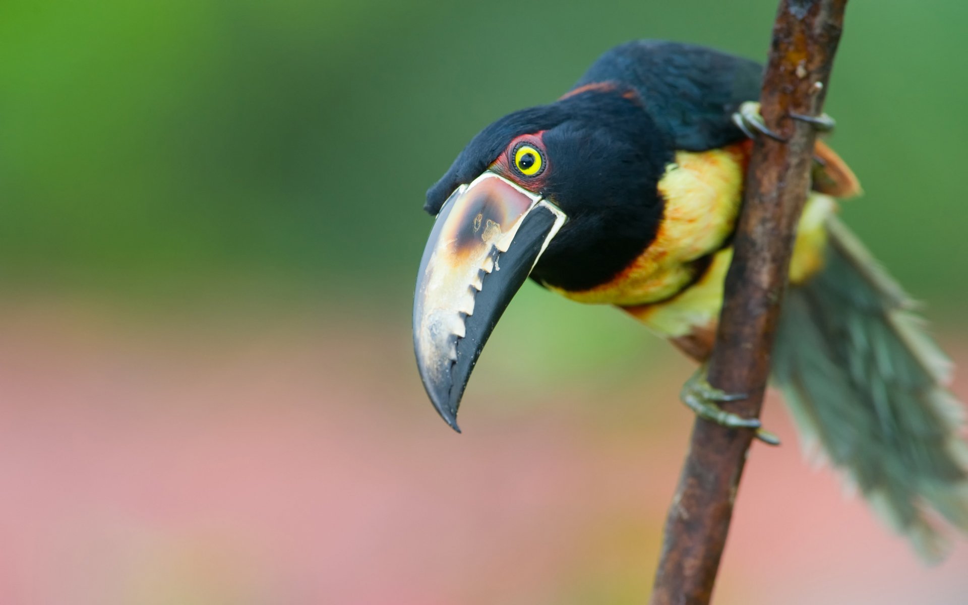 A vibrant toucan perched on a branch, showcasing its striking beak and colorful feathers, set against a blurred background, creates a captivating HD desktop wallpaper.