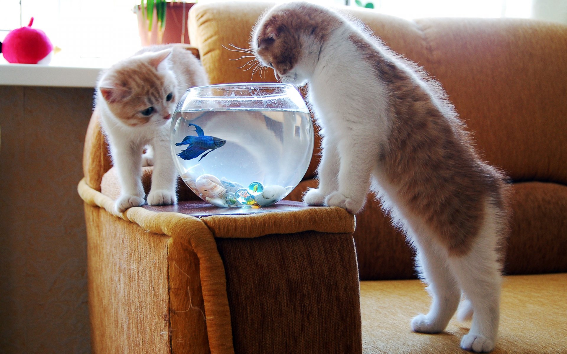 Two playful cats curiously peer into a fishbowl filled with water and a fish. This charming scene makes for a delightful HD desktop wallpaper and background.