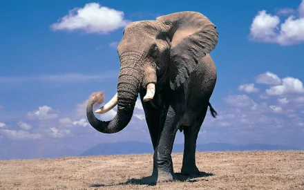 HD PC desktop wallpaper showing a majestic African bush elephant standing on dry land under a bright blue sky with scattered clouds.