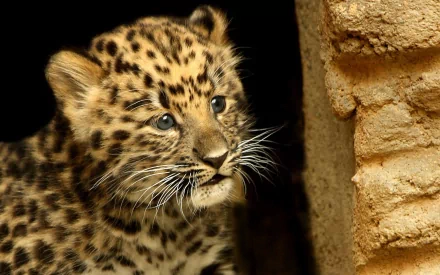 A close-up of a young leopard cub with striking spots, gazing curiously, set against a natural background. This HD image serves as a captivating desktop wallpaper.