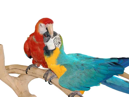 Two vibrant parrots, including a blue-and-yellow macaw and a red macaw, perched closely on a branch against a white background, featured as an HD PC desktop wallpaper.