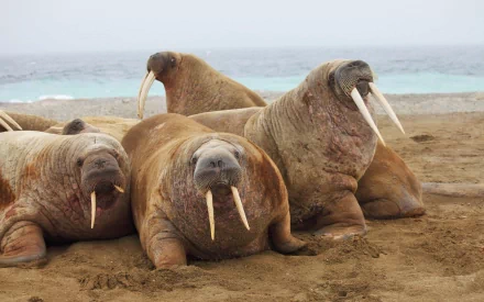 HD PC desktop wallpaper showing a group of walruses resting on a sandy shore beside the ocean under a cloudy sky.