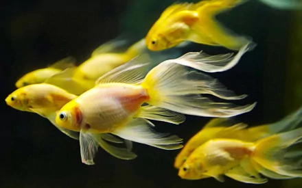 HD desktop wallpaper featuring a school of goldfish swimming in an aquarium, showcasing their vibrant colors and delicate fins.