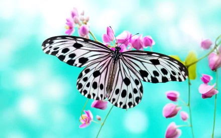 A high-definition desktop wallpaper featuring a black-and-white butterfly perched on delicate pink flowers against a soft turquoise background.