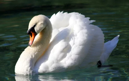 HD desktop wallpaper featuring a graceful mute swan gliding on calm water, showcasing its white feathers and orange beak in vivid detail.