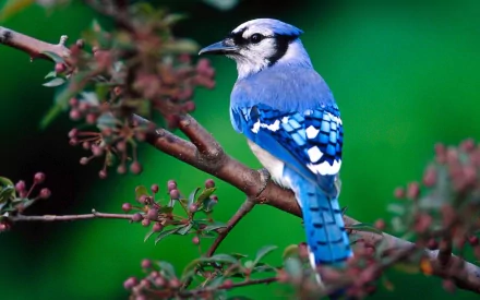A vibrant blue jay perched on a branch, featuring striking blue and white plumage, with a lush green background, creating a stunning HD desktop wallpaper and background.