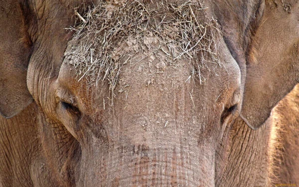 HD PC desktop wallpaper: close-up of an Asian elephant's face with textured skin and straw on its forehead.