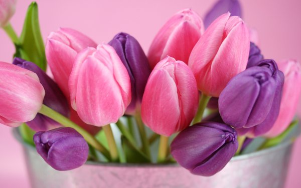 Man Made Flower Tulip HD Wallpaper | Background Image