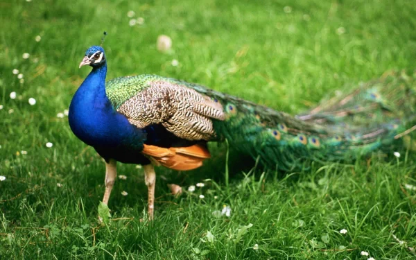 A vibrant peacock stands gracefully on lush green grass, showcasing its stunning plumage. This high-definition image serves as a captivating desktop wallpaper and background.