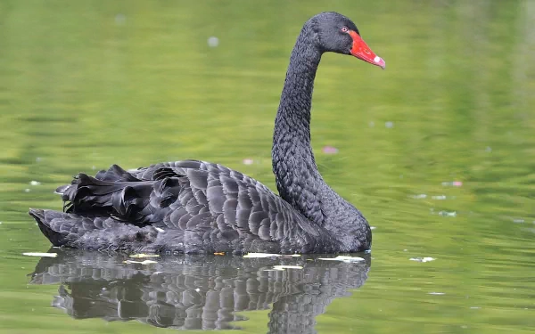 HD desktop wallpaper featuring a black swan gracefully gliding on calm green water, showcasing detailed feathers and vibrant red bill.