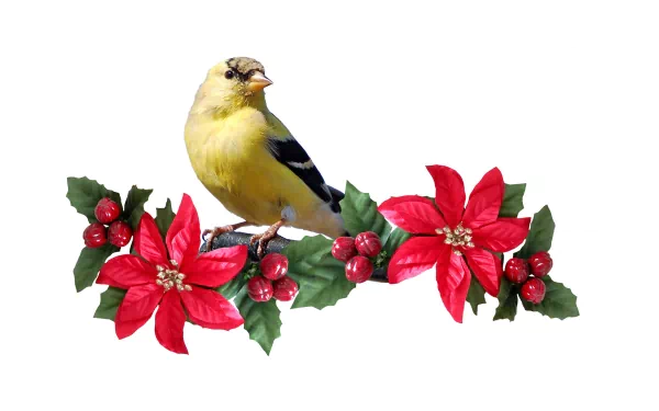 holly and goldfinch