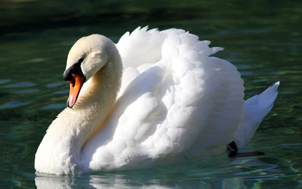 HD desktop wallpaper featuring a graceful mute swan gliding on calm water, showcasing its white feathers and orange beak in vivid detail.