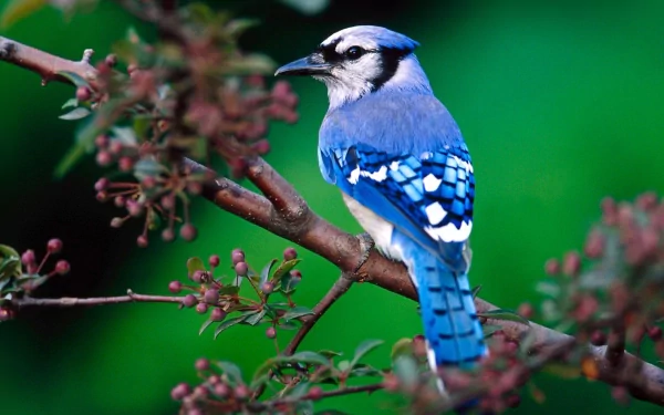 A vibrant blue jay perched on a branch, featuring striking blue and white plumage, with a lush green background, creating a stunning HD desktop wallpaper and background.