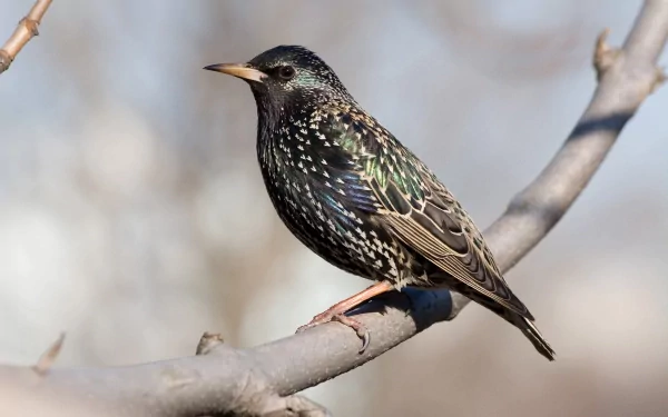 A detailed image of a starling perched on a branch, showcasing its iridescent feathers and distinctive markings. This HD wallpaper captures the beauty of this vibrant bird.