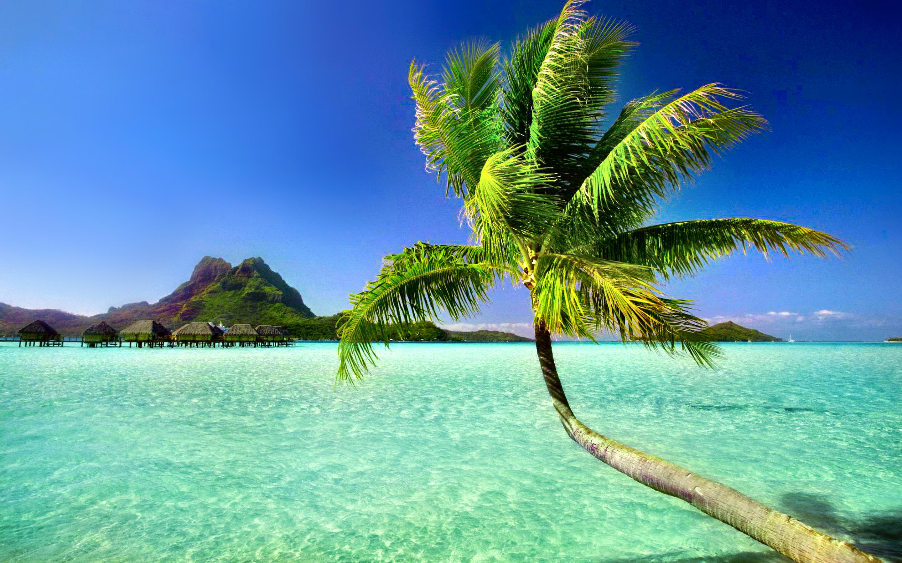 Photography Tropical HD Wallpaper | Background Image