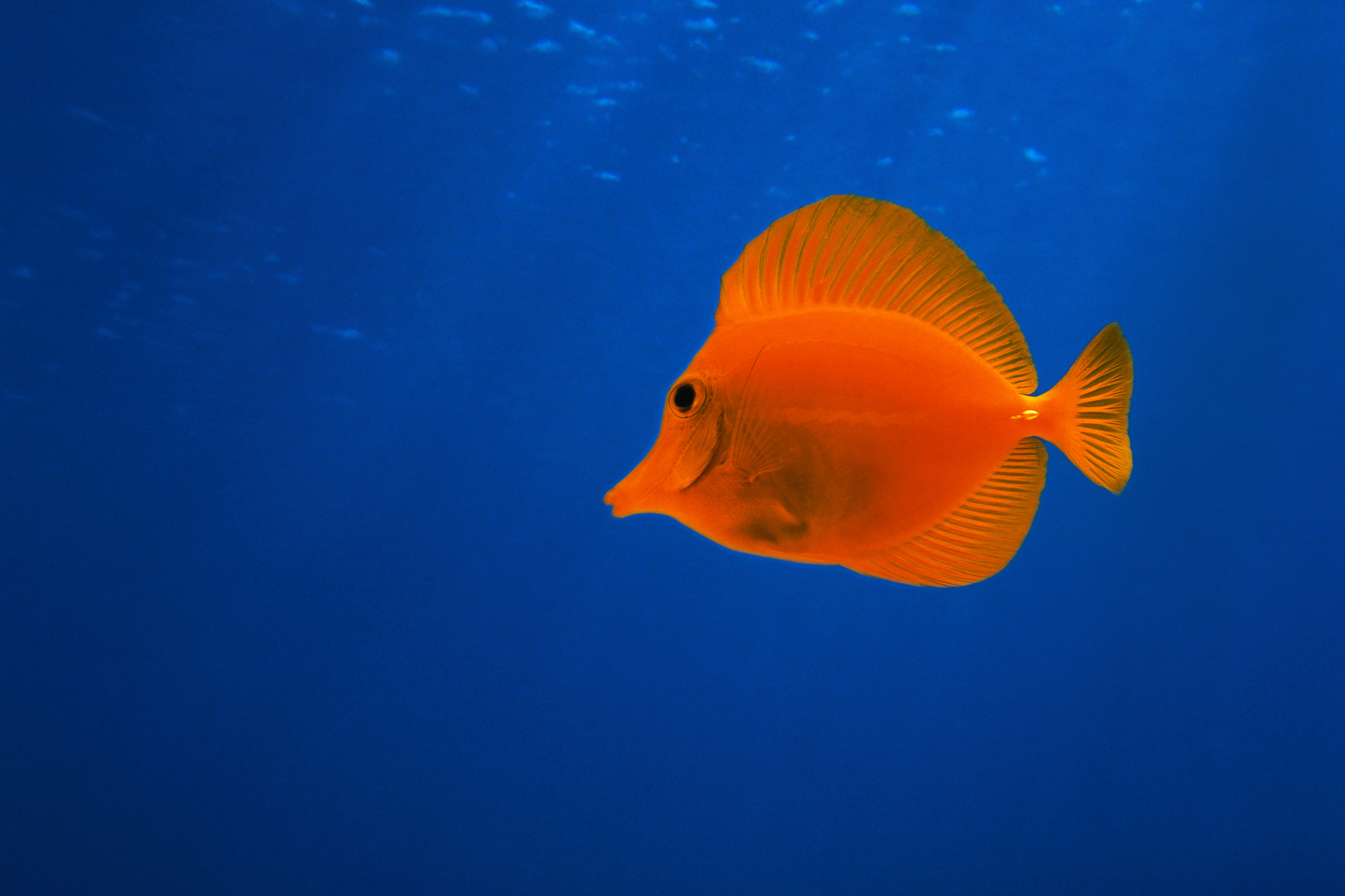 Fish 5k Retina Ultra HD Wallpaper | Background Image ...
