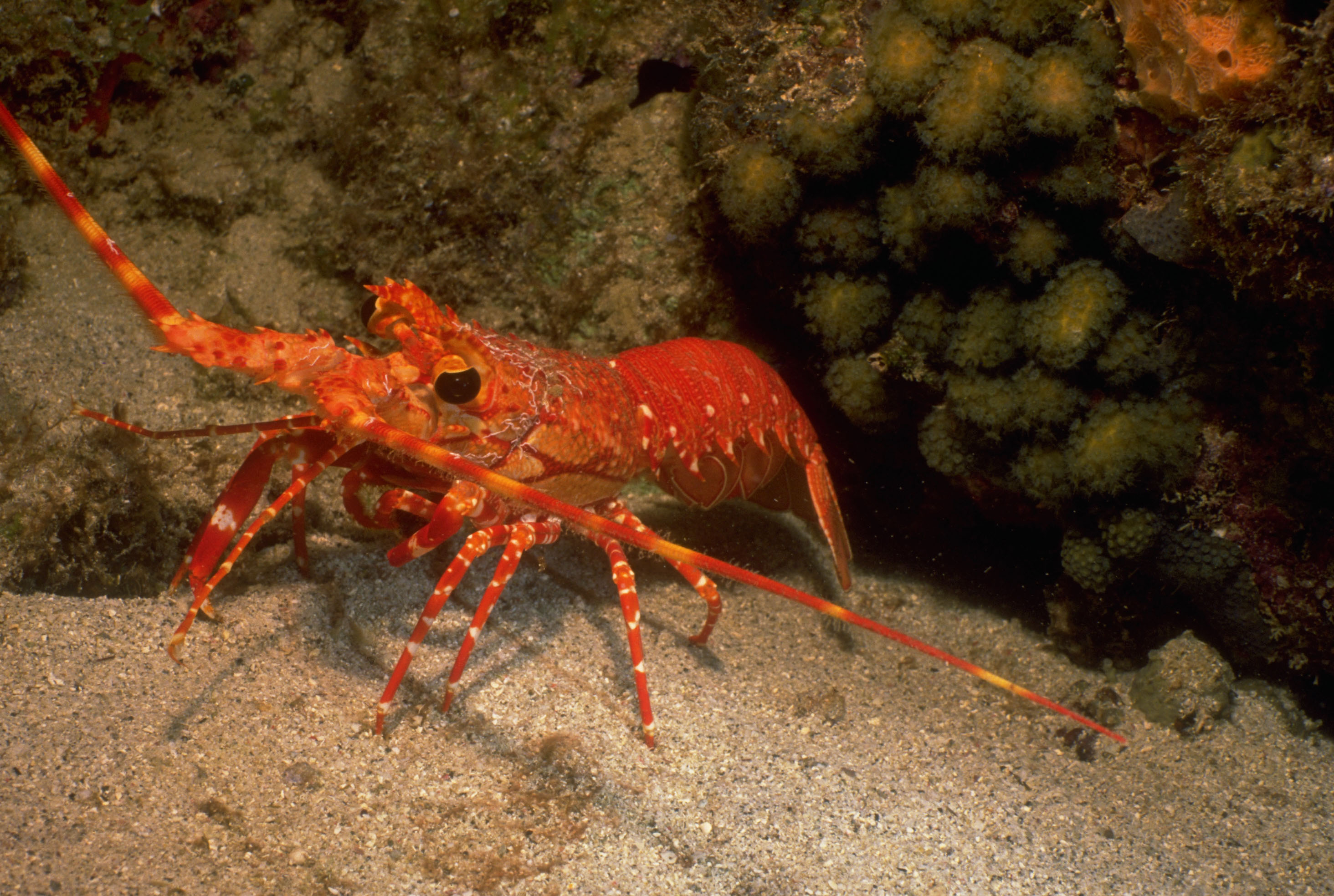 Spiny Lobster Full Hd Wallpaper And Background Image 2928x1968 Id